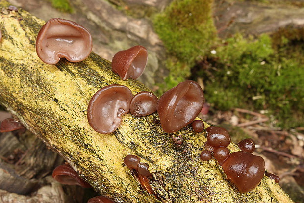 uchovec bazový Auricularia auricula-judae (Bull.) Quél.