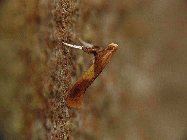 psotka veľká Caloptilia robustella Jäckh, 1972