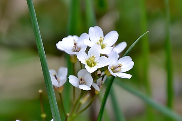 žerušnica lúčna Cardamine pratensis L.