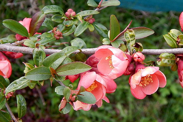 dulovec japonský Chaenomeles japonica (Thunb.) Lindl.