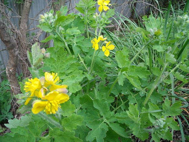 lastovičník väčší Chelidonium majus L.