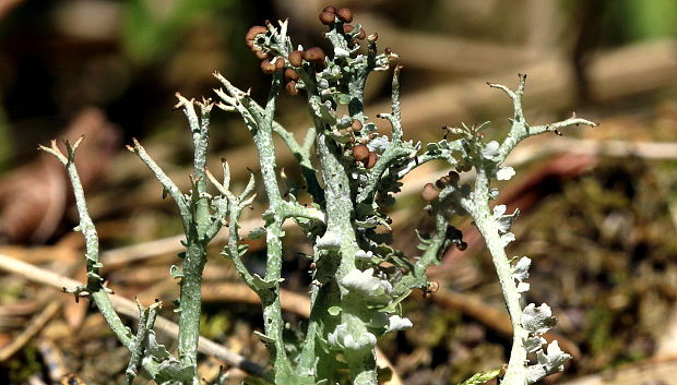 dutohlávka vidlicovitá / dutohlávka rozsochatá Cladonia furcata (Huds.) Schrader