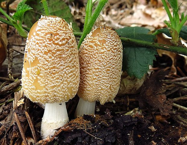 hnojník Coprinus sp.