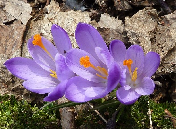 šafran Crocus sp.