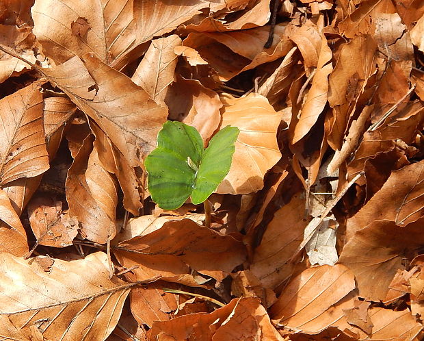 buk lesný Fagus sylvatica L.