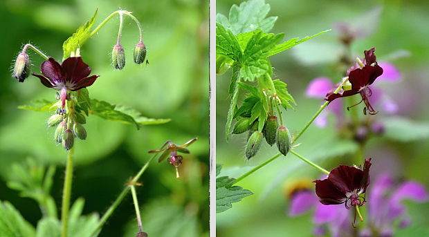 pakost hnedočervený Geranium phaeum L.