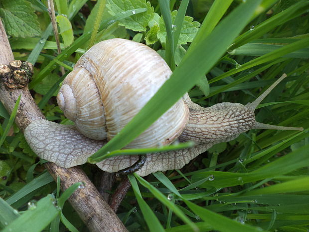 slimak  Helix pomatia