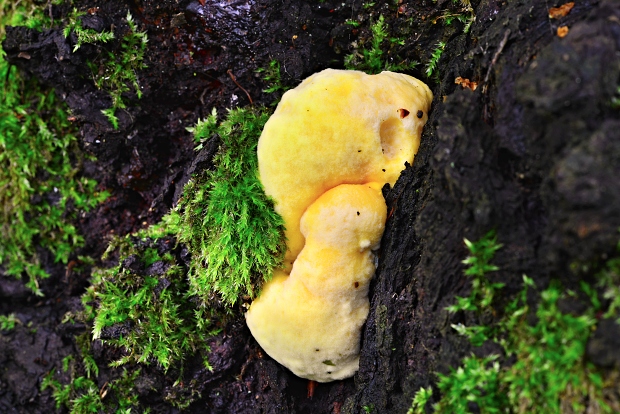 sírovec obyčajný Laetiporus sulphureus (Bull.) Murrill