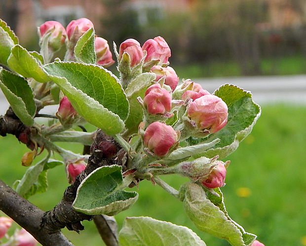 jabloň domáca Malus domestica Borkh.