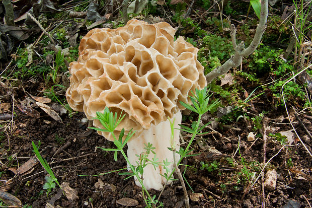 smrčok jedlý Morchella esculenta (L.) Pers.