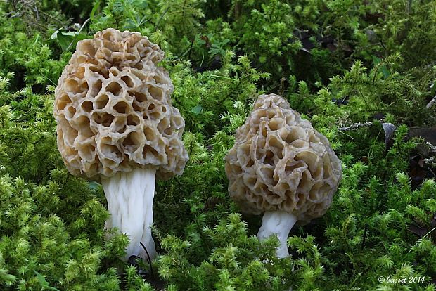 smrčok jedlý Morchella esculenta (L.) Pers.