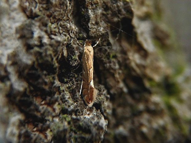 ploskáčik listový Phyllonorycter quercifoliella Zeller, 1839