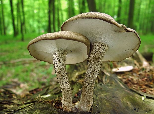 trúdnik strapkatý Polyporus ciliatus Fr.