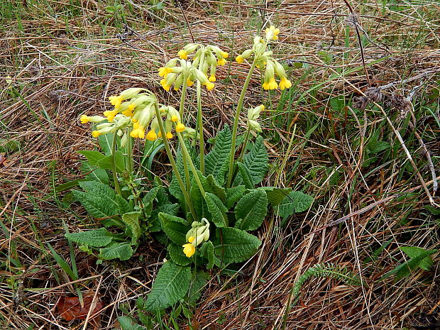 prvosienka jarná Primula veris L.