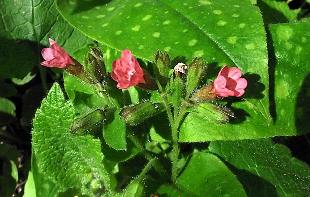 pľúcnik lekársky Pulmonaria officinalis L.