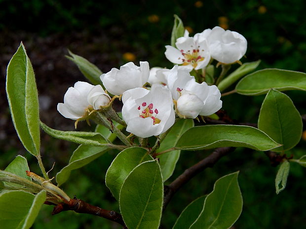 hruška obyčajná Pyrus communis