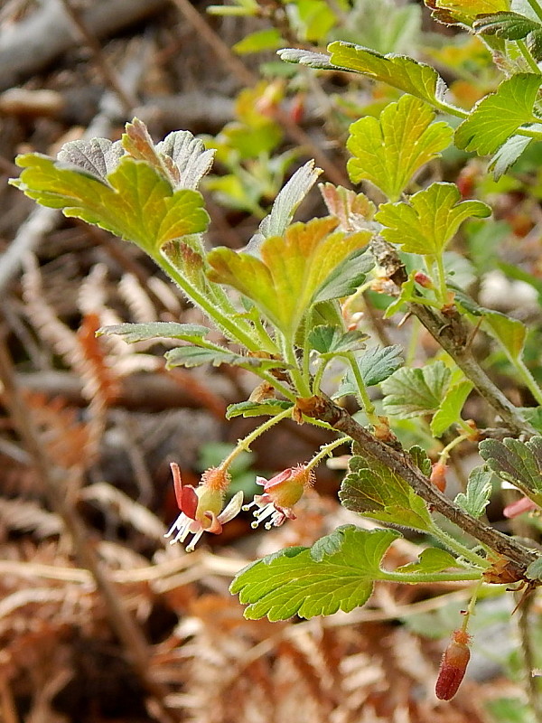 ríbezľa egrešová Ribes uva-crispa L.