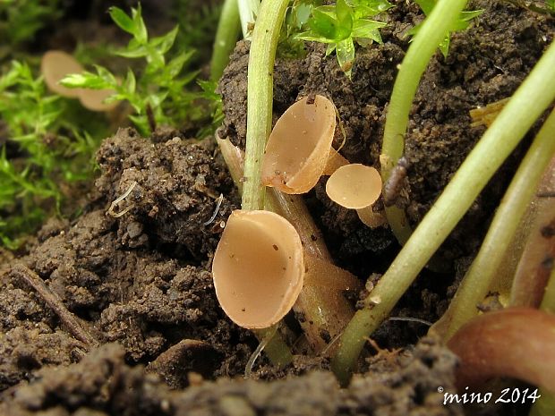 hľuznatka? Sclerotinia sp.? Erikss.