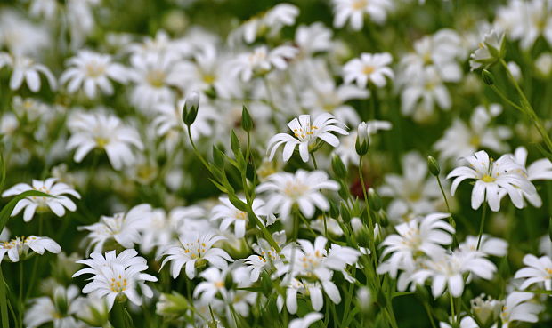 hviezdica veľkokvetá Stellaria holostea L.