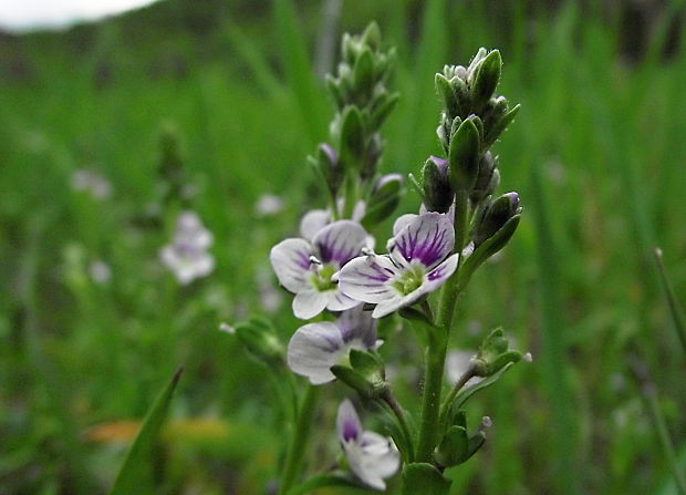 veronika dúškolistá Veronica serpyllifolia L.