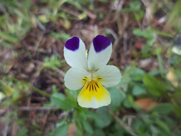 fialka roľná Viola arvensis Murray