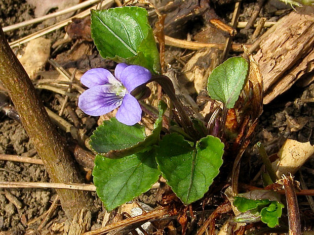 fialka rivinova Viola riviniana Rchb.