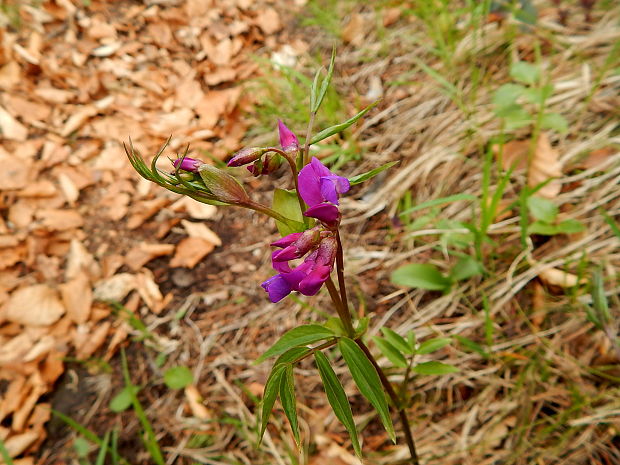 hrachor jarný lathyrus vernus (L.) Bernh.