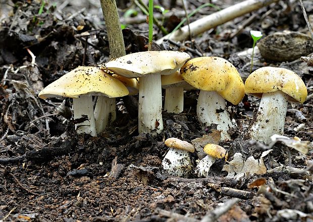 čírovnica májová Calocybe gambosa (Fr.) Donk