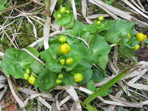 záružlie močiarne Caltha palustris L.