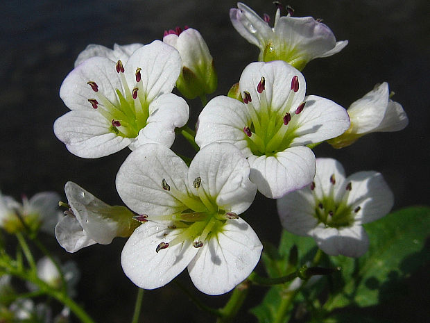 žerušnica horká Cardamine amara L.