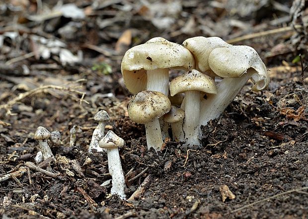 hodvábnica jarná Entoloma clypeatum (L.) P. Kumm.