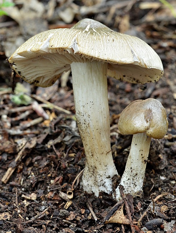 hodvábnica jarná Entoloma clypeatum (L.) P. Kumm.