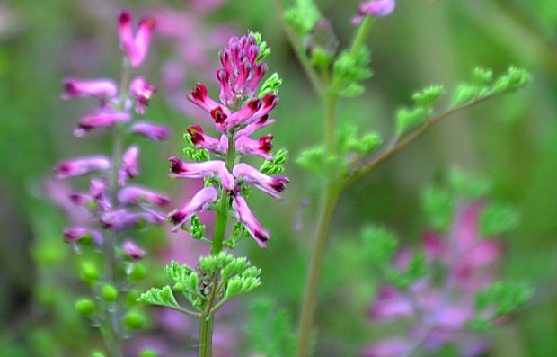 zemedym lekársky Fumaria officinalis L.