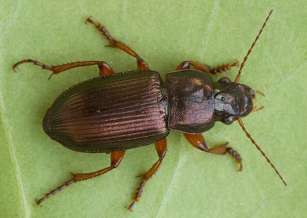 . Harpalus affinis