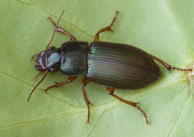 . Harpalus affinis