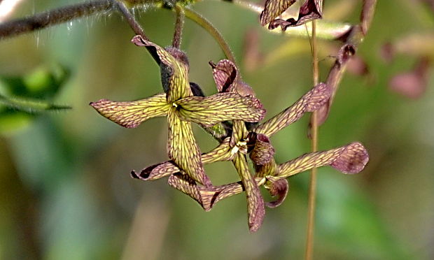 večernica smutná Hesperis tristis L.