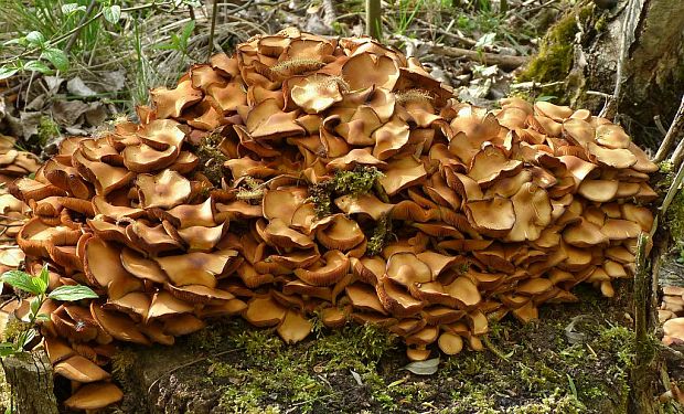 šupinačka menlivá Kuehneromyces mutabilis (Schaeff.) Singer & A.H. Sm.