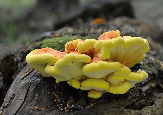 sírovec obyčajný Laetiporus sulphureus (Bull.) Murrill