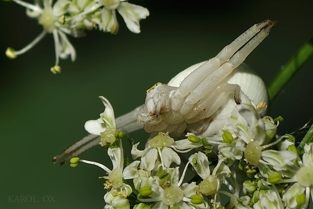 kvetárik dvojtvarý Misumena vatia