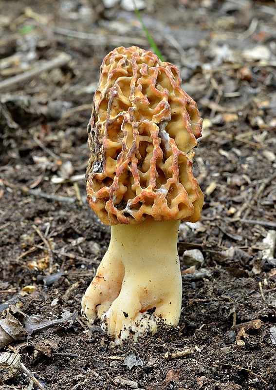 smrčok hrubohlúbikový Morchella crassipes (Vent.) Pers.