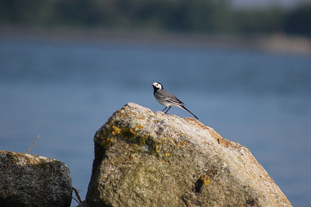 trasochvost biely Motacilla alba