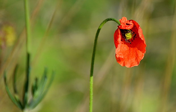 mak poľný  Papaver argemone  L.