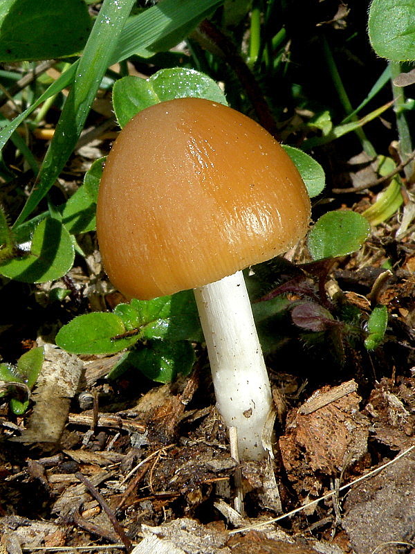 drobuľka  Psathyrella sp.