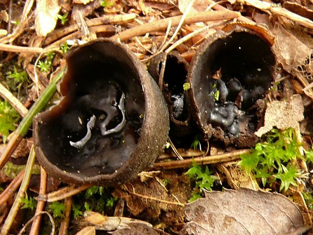 misôčka tmavá - ušíčko černé  Pseudoplectania nigrella (Pers.) Fuckel