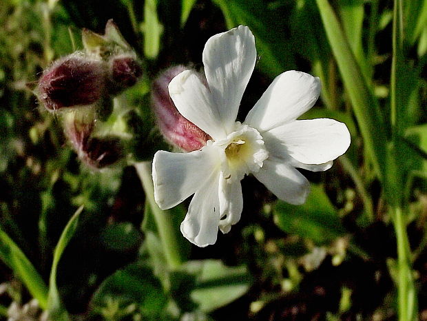 silenka biela pravá  Silene latifolia