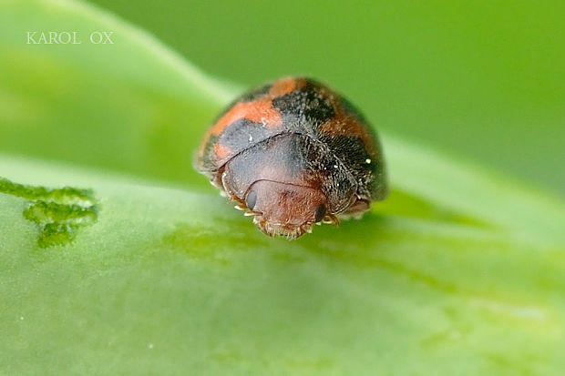 lienočka lucernová Subcoccinella vigintiquatuorpunctata