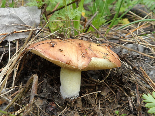 masliak zrnitý Suillus granulatus (L.) Roussel