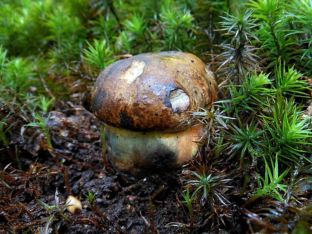 hríb zrnitohlúbikový Sutorius luridiformis (Rostk.) G. Wu & Zhu L. Yang