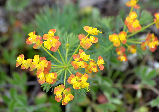 mliečnik chvojkový Tithymalus cyparissias (L.) Scop.