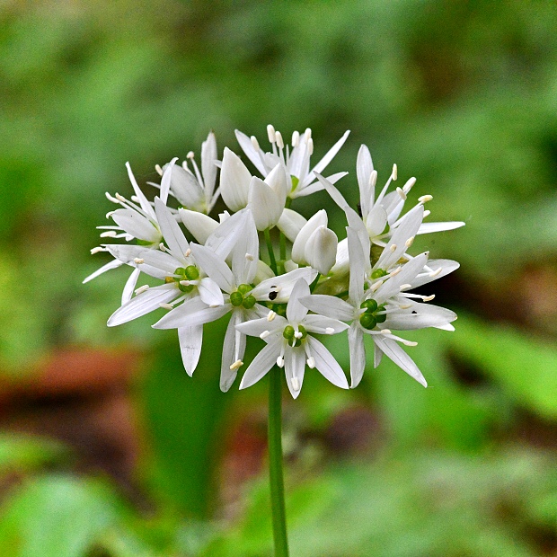 cesnak medvedí Allium ursinum L.